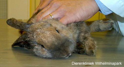 Als het konijn los gelaten wordt beging het te tollen